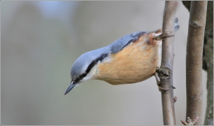 <p>BRHLÍK LESNÍ (Sitta europaea) /Eurasian nuthatch - Kleiber/</p>